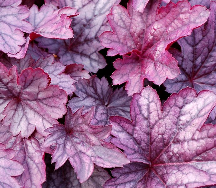 19 Easy to Grow Coral Bells for Colorful Gardens