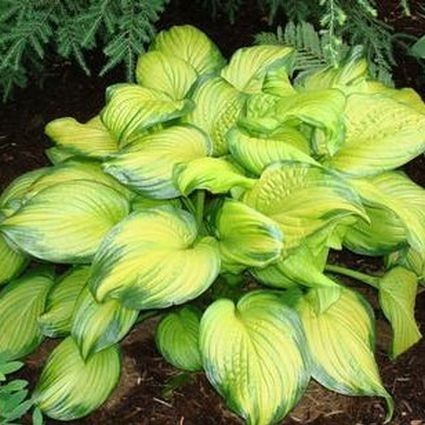 20 Best Hostas for Shade Garden Areas Stained Glass Hosta #Hostas #ShadeLoving #Garden #ShadeGarden #Gardening #Landscape 