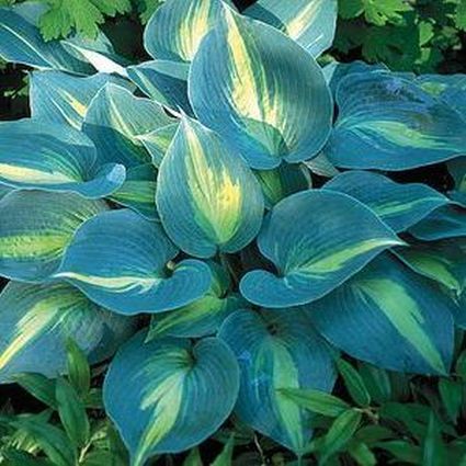 20 Best Hostas for Shade Garden Areas Touch Of Class Hosta #Hostas #ShadeLoving #Garden #ShadeGarden #Gardening #Landscape 