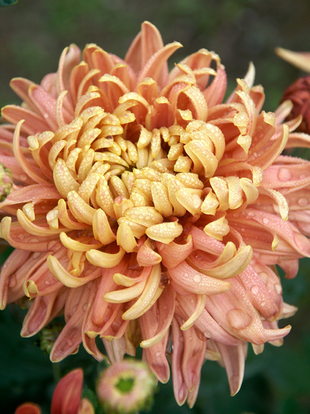 18 Hardy Chrysanthemums to Plant Now for Fabulous Fall Color