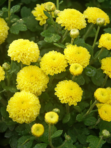 18 Hardy Chrysanthemums to Plant Now for Fabulous Fall Color Lemon Baby Tears Chrysanthemum #Mums #FallColor #FallMums #FallDecor #Garden #Gardening #Landscape 