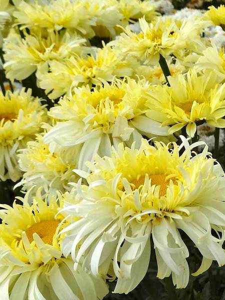 18 Hardy Chrysanthemums to Plant Now for Fabulous Fall Color Real Charmer Chrysanthemum #Mums #FallColor #FallMums #FallDecor #Garden #Gardening #Landscape 