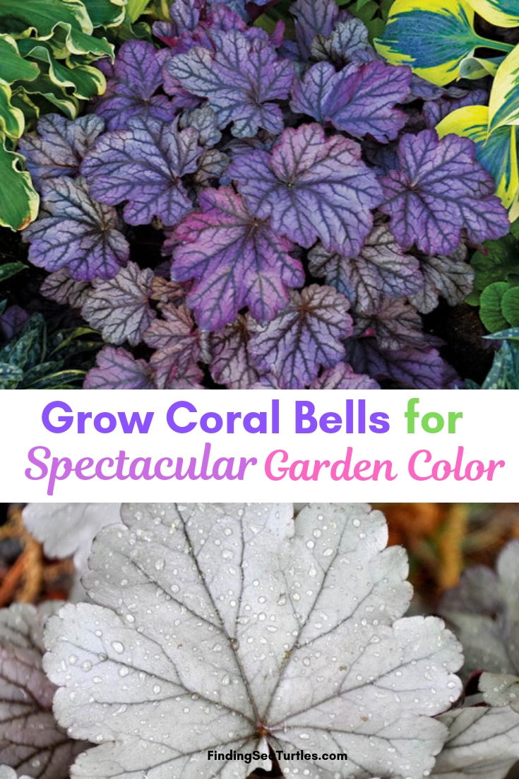 Grow Coral Bells For Spectacular Garden Color #Heuchera #CoralBells #Shade #ShadeGarden #Garden #Gardening #Landscape 