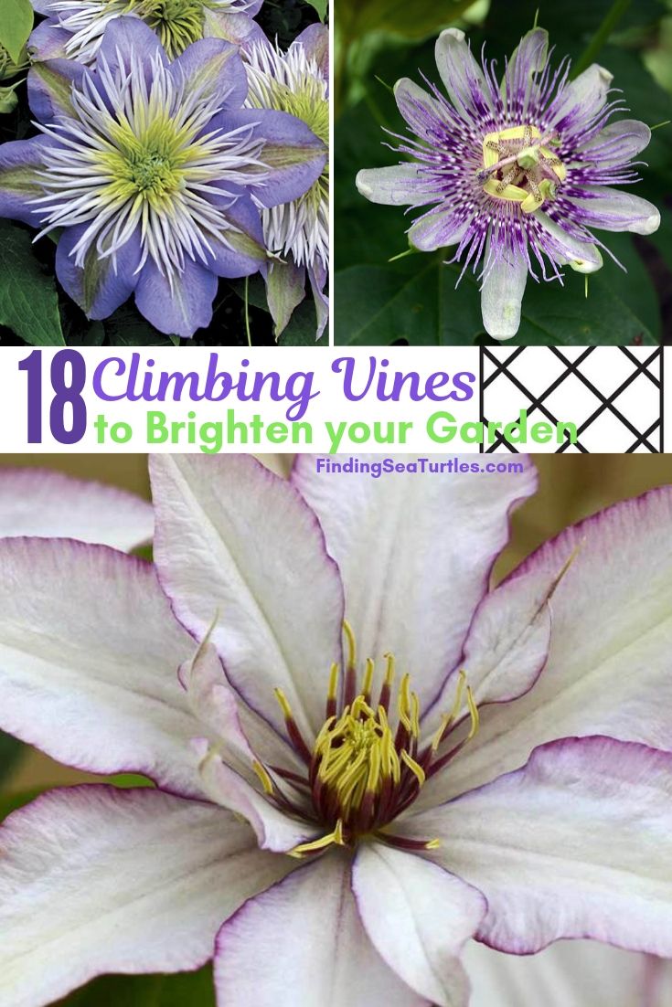 18 Climbing Vines To Brighten Your Garden #Perennials #Garden #Gardening #Vines #Climbers #Landscape #Trellis #Obelisk #GardenArbor #VerticalGardening