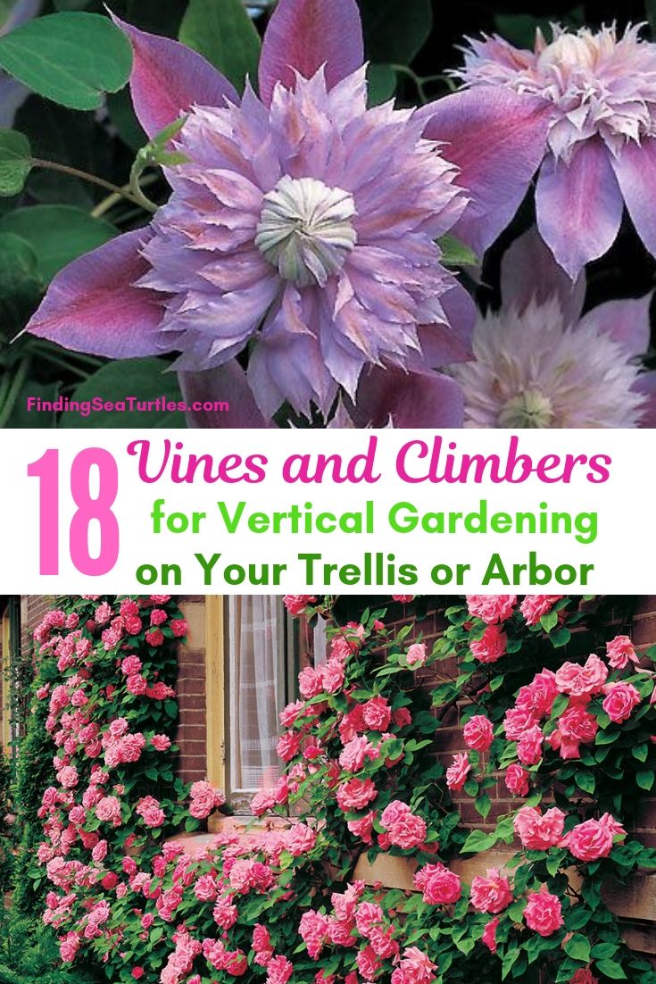 18 Vines Climbers For Vertical Gardening On Your Trellis Or Arbor #Perennials #Garden #Gardening #Vines #Climbers #Landscape #Trellis #Obelisk #GardenArbor #VerticalGardening 