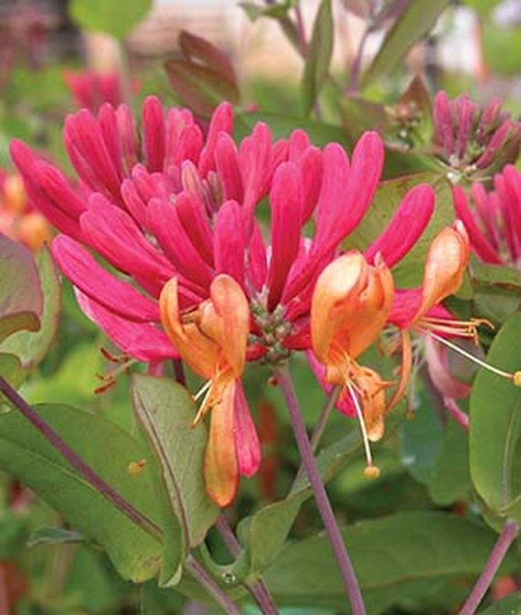 18 Fabulous Flower Vines for Your Arbor, Trellis, or Pergola Goldflame Honeysuckle #Perennials #Garden #Gardening #Vines #Climbers #Landscape