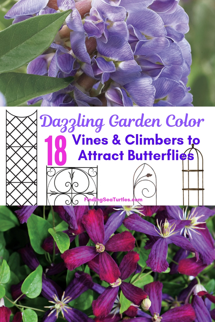 Dazzling Garden Color 18 Vines Climbers To Attract Butterflies #Perennials #Garden #Gardening #Vines #Climbers #Landscape