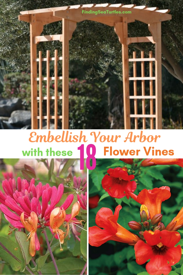 Embellish Your Arbor With These 18 Flower Vines #Perennials #Garden #Gardening #Vines #Climbers #Landscape 
