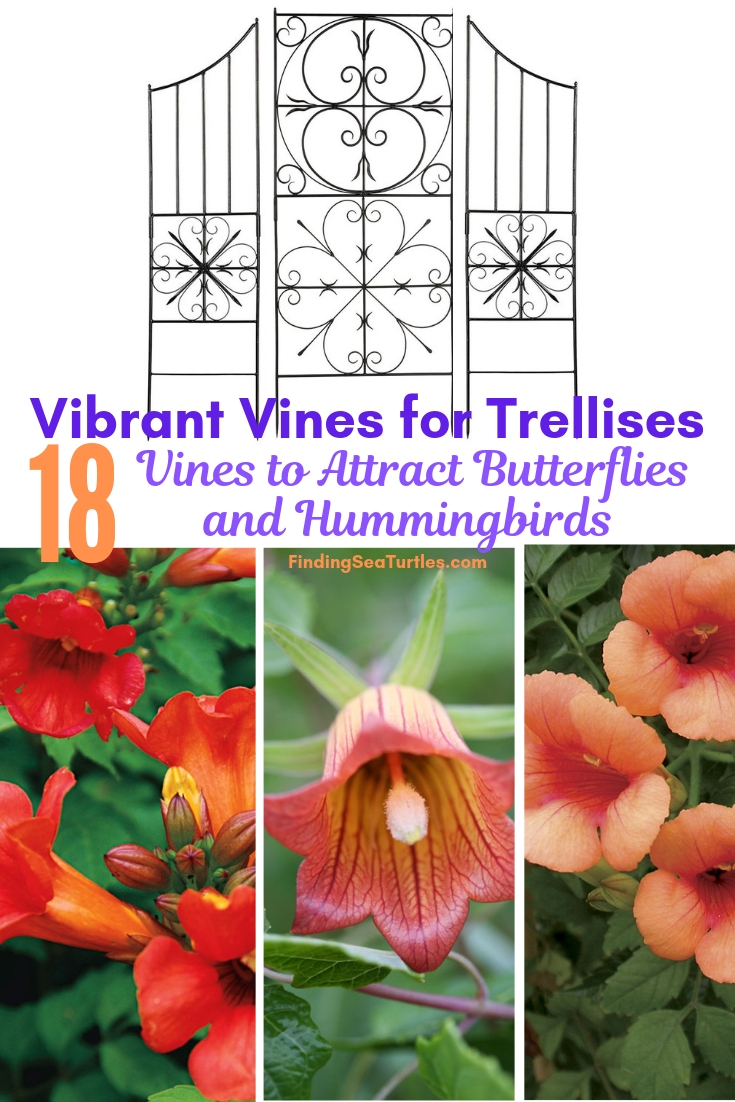 Vibrant Vines For Trellises 18 Vines To Attract Butterflies Hummingbirds #Perennials #Garden #Gardening #Vines #Climbers #Landscape #Trellis #Obelisk #GardenArbors 