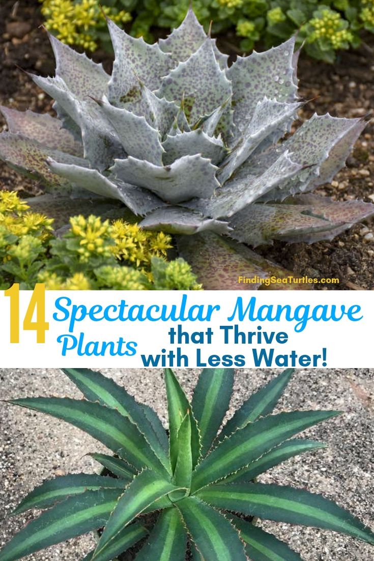 14 Spectacular Mangave Plants That Thrive With Less Water #Perennials #Garden #Gardening #Mangave #MadAboutMangave #ContainerGardening #Landscape #DroughtTolerant #EasytoGrow 