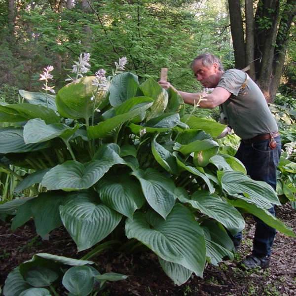 30 Money Saving Garden Tips for the Frugal Garden Empress Wu Hosta #SaveMoney #MoneySavingTips #SaveTime #GardenSavings #Garden #Gardening #Landscape #BudgetFriendly #FrugalLiving #FrugalGardening #ThriftyGardening