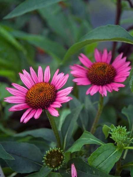 30 Money Saving Garden Tips for the Frugal Garden Vintage Wine Echinacea #SaveMoney #MoneySavingTips #SaveTime #GardenSavings #Garden #Gardening #Landscape #BudgetFriendly #FrugalLiving #FrugalGardening #ThriftyGardening