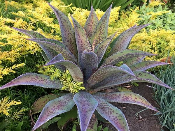 14 Mangave Plants for Sunny Gardens Freckles And Speckles Mangave #Perennials #Garden #Gardening #Mangave #MadAboutMangave #ContainerGardening #Landscape #DroughtTolerant #EasytoGrow 