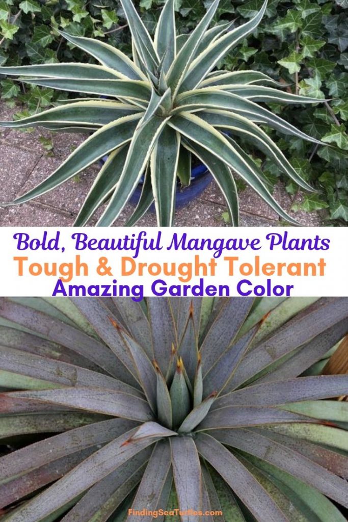 14 Mangave Plants for Sunny Gardens