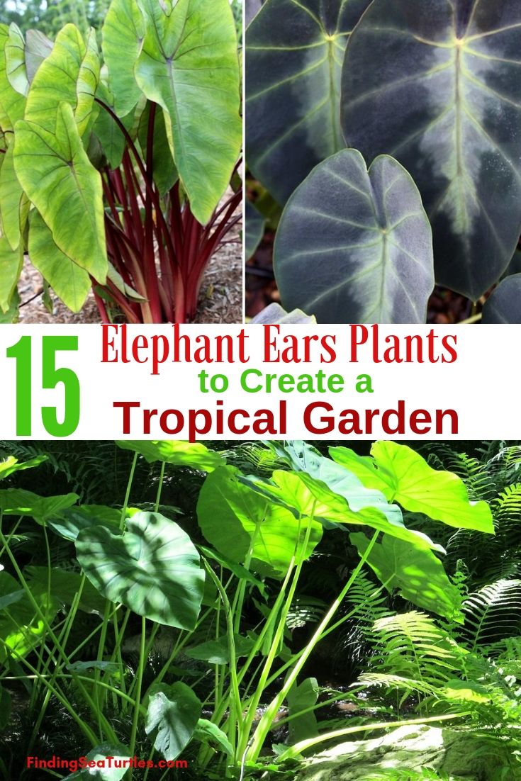 15 Elephant Ears Plants To Create A Tropical Garden #Garden #Gardening #ElephantEars #Colocasia #ContainerGardening #Landscape #EasytoGrow 