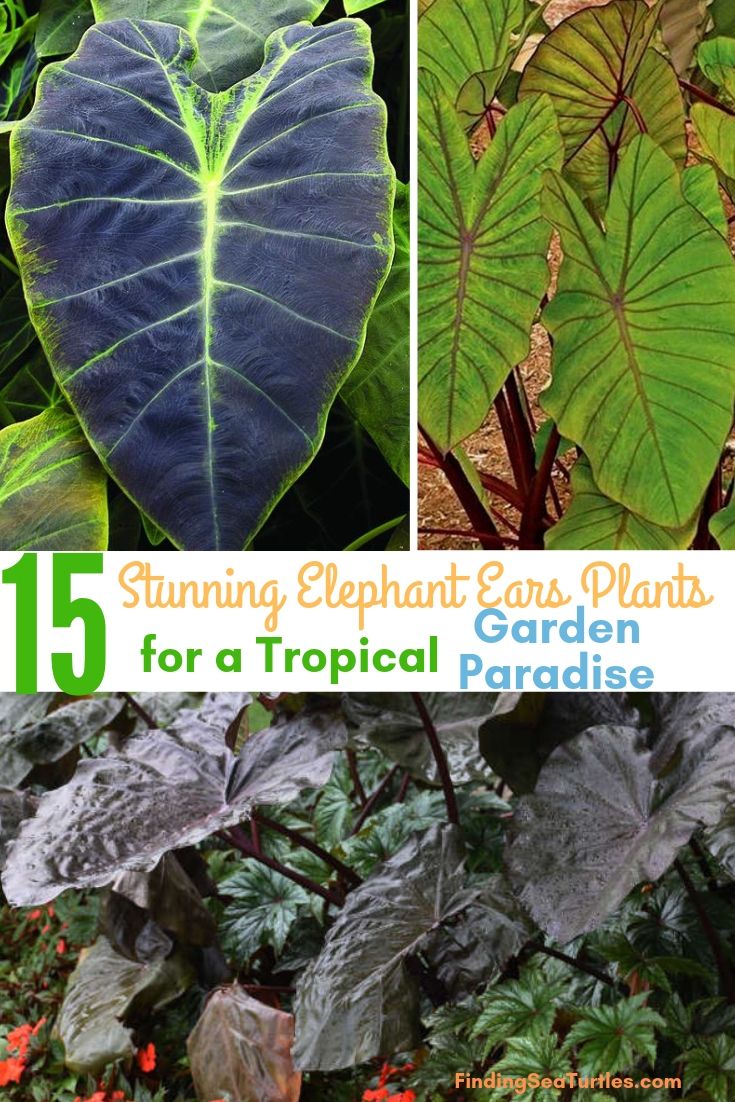 15 Stunning Elephant Ears Plants For A Tropical Garden Paradise #Garden #Gardening #ElephantEars #Colocasia #ContainerGardening #Landscape #EasytoGrow 
