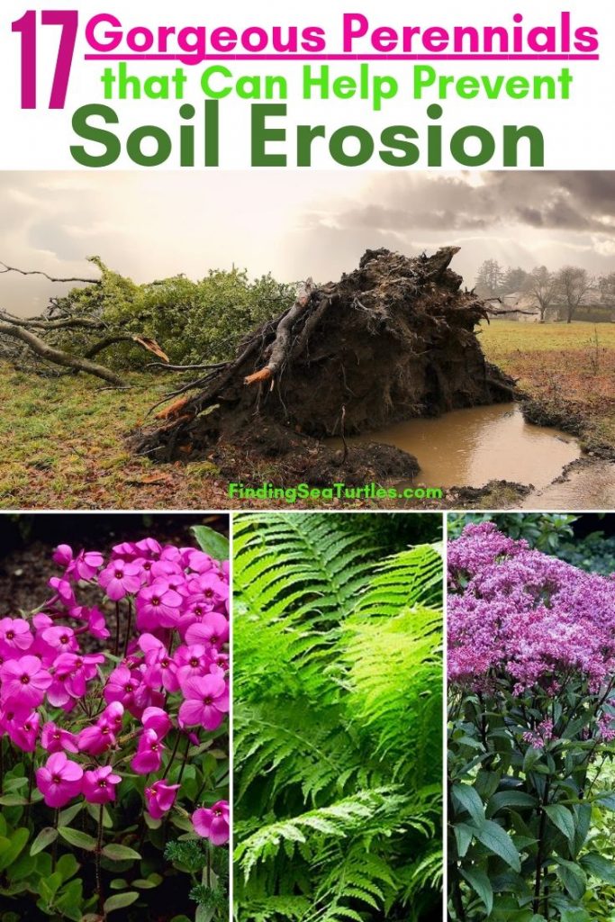 Best Plants For Erosion Control Ozbreed Plants - vrogue.co