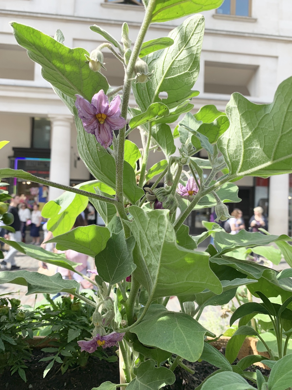 Crate Gardening for Small Spaces Aubergine #Garden #Gardening #SmallSpace #SmallSpaceGardening #ContainerGardening #VegetableGarden #HerbGarden #PorchGarden #PatioGarden 