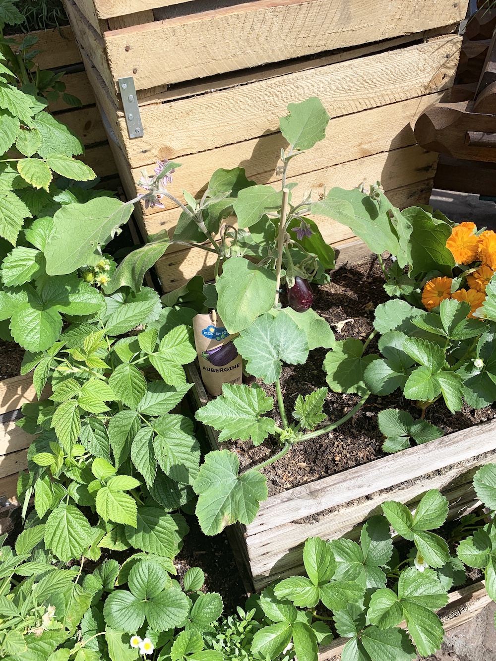 Crate Gardening for Small Spaces Aubergine Plant #Garden #Gardening #SmallSpace #SmallSpaceGardening #ContainerGardening #VegetableGarden #HerbGarden #PorchGarden #PatioGarden 
