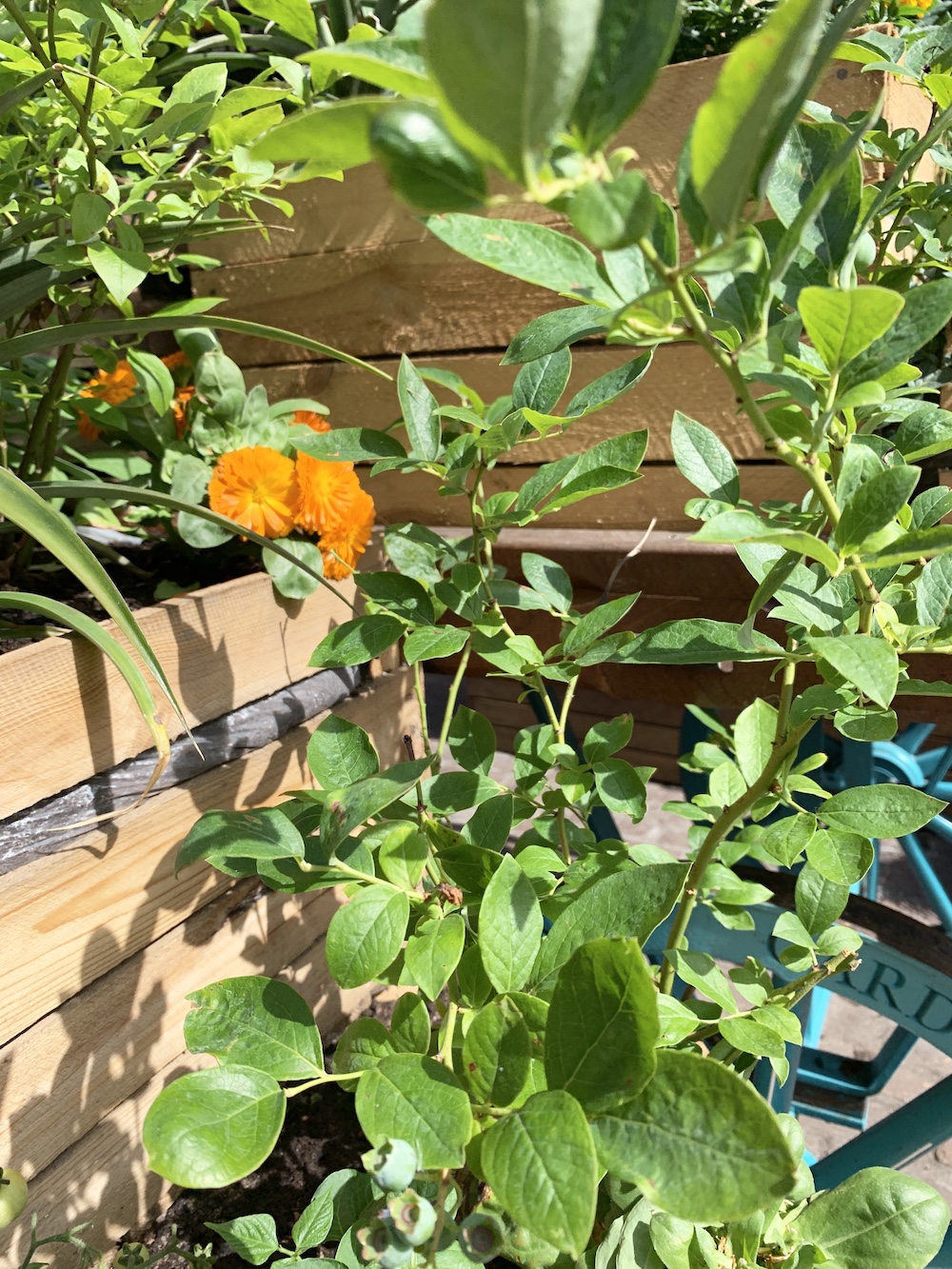 Crate Gardening for Small Spaces Blueberry Plant #Garden #Gardening #SmallSpace #SmallSpaceGardening #ContainerGardening #VegetableGarden #HerbGarden #PorchGarden #PatioGarden 