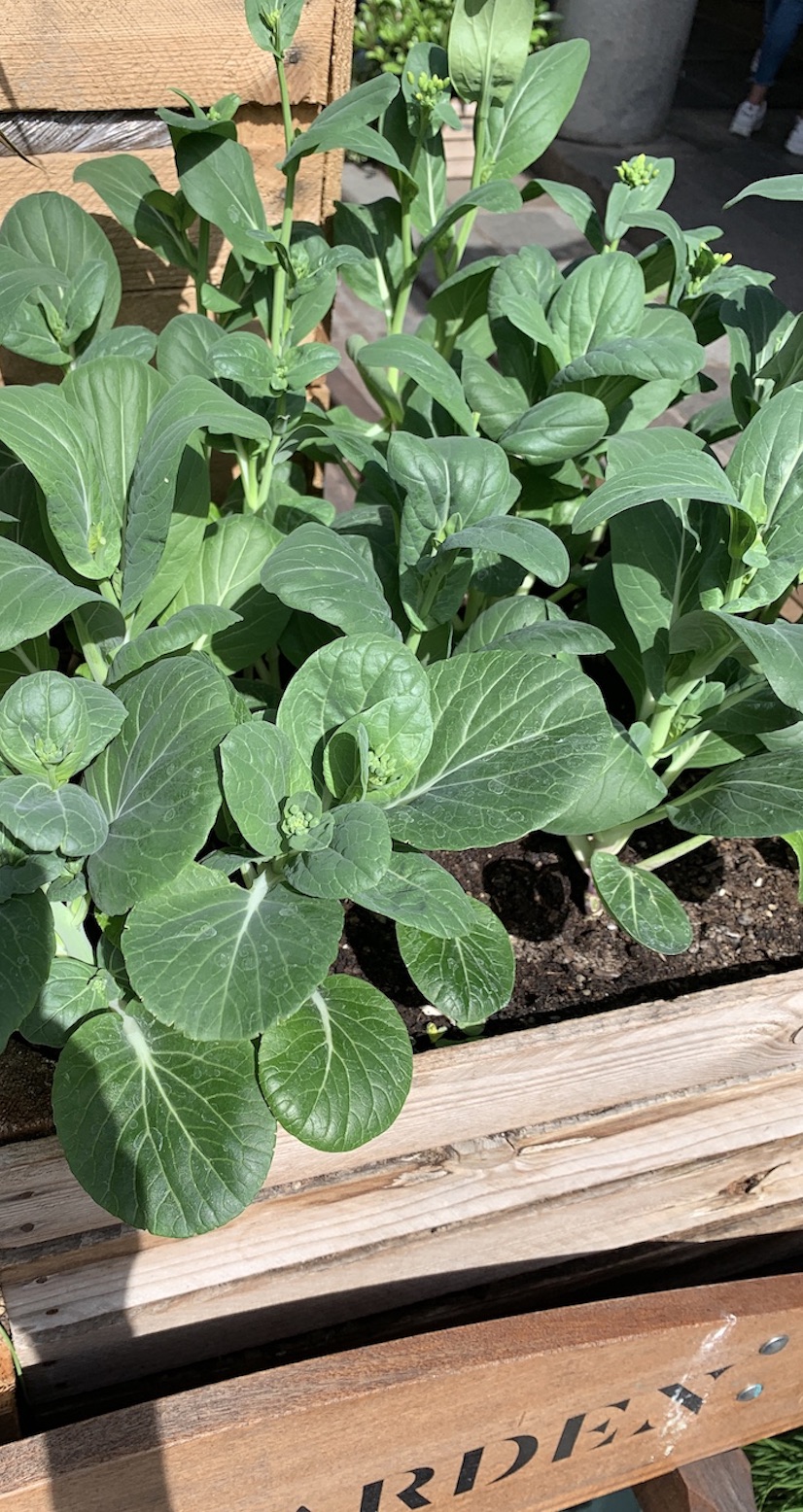 Crate Gardening for Small Spaces Broccoli Plant In Crate #Garden #Gardening #SmallSpace #SmallSpaceGardening #ContainerGardening #VegetableGarden #HerbGarden #PorchGarden #PatioGarden 