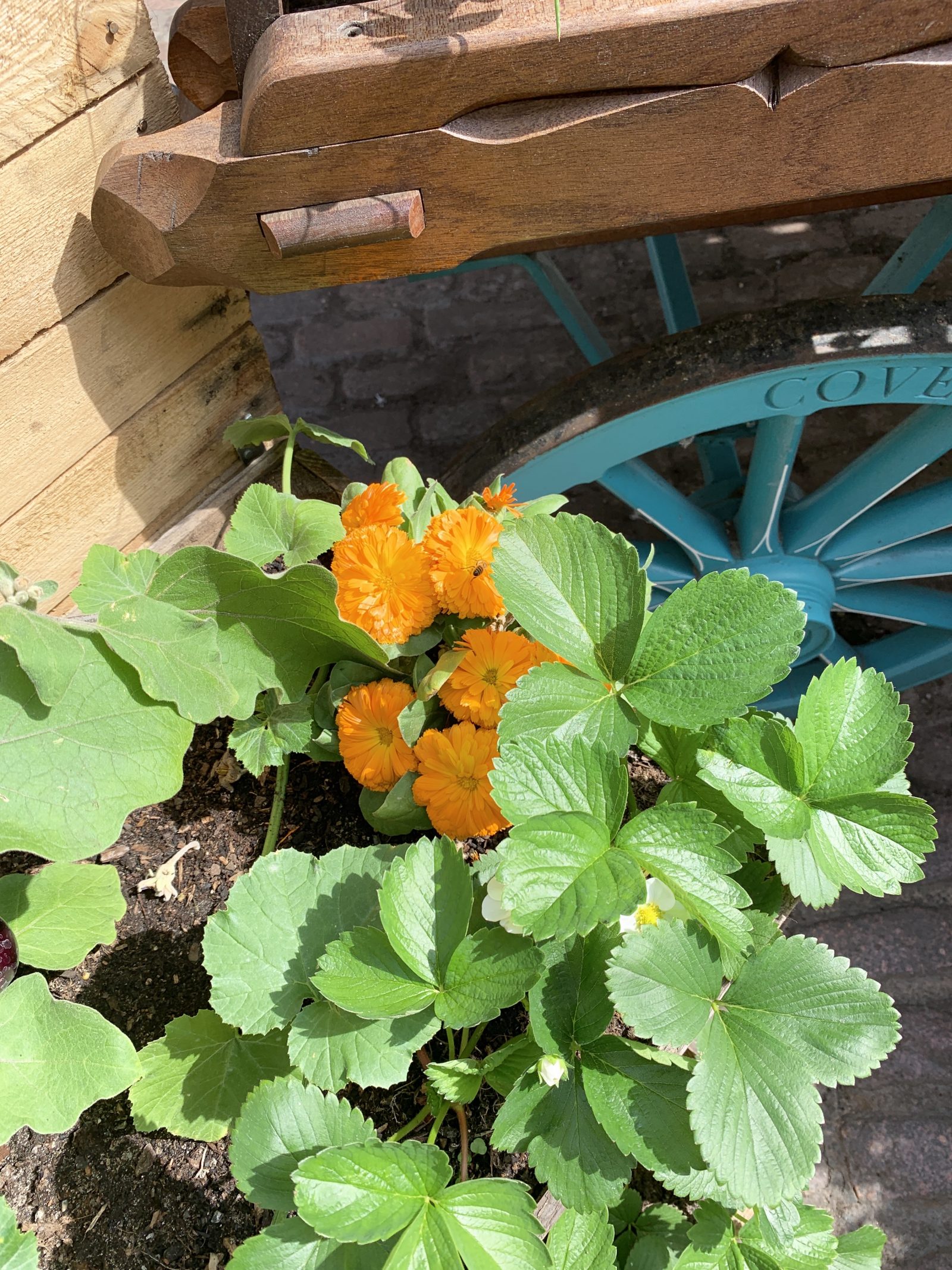 Crate Gardening for Small Spaces Calendula With Strawberry Plants #Garden #Gardening #SmallSpace #SmallSpaceGardening #ContainerGardening #VegetableGarden #HerbGarden #PorchGarden #PatioGarden 