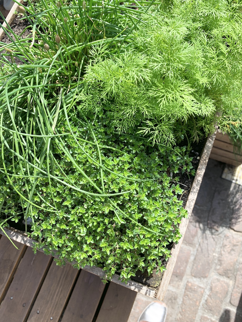 Crate Gardening for Small Spaces Crate Full of Herbs #Garden #Gardening #SmallSpace #SmallSpaceGardening #ContainerGardening #VegetableGarden #HerbGarden #PorchGarden #PatioGarden 