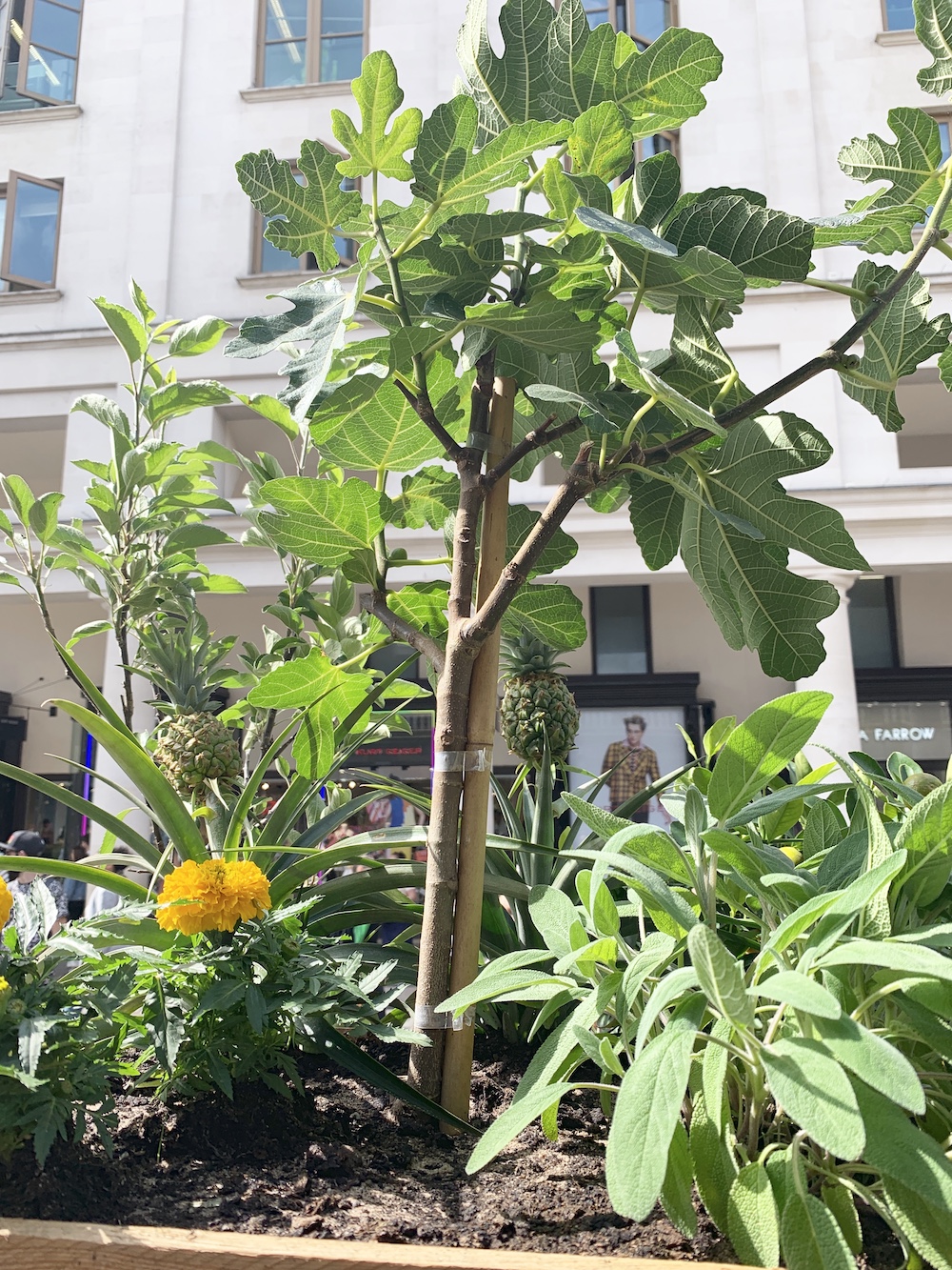 Crate Gardening for Small Spaces Fig Tree #Garden #Gardening #SmallSpace #SmallSpaceGardening #ContainerGardening #VegetableGarden #HerbGarden #PorchGarden #PatioGarden 