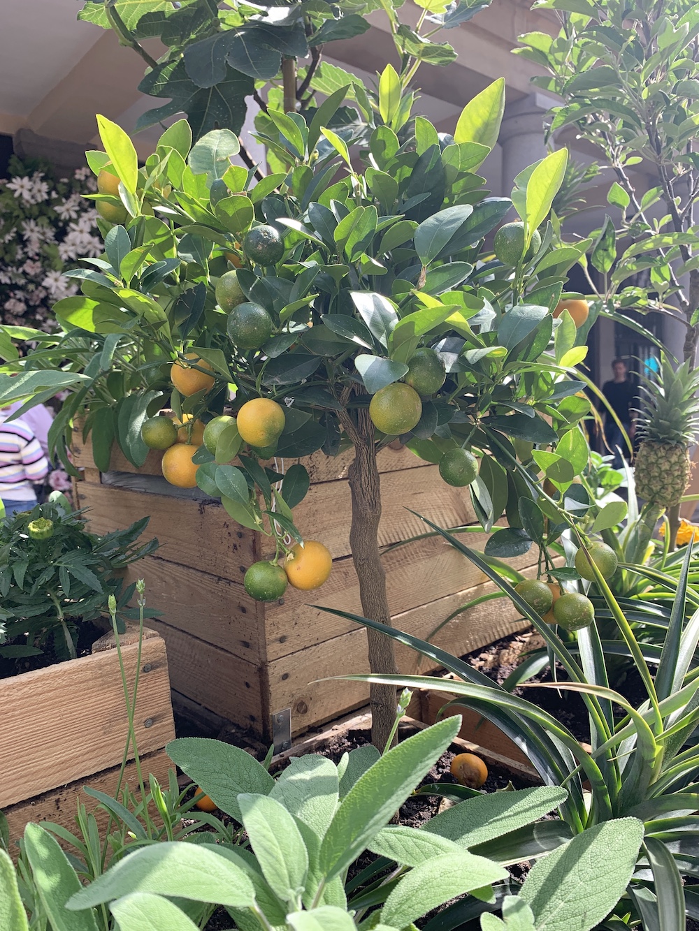 Crate Gardening for Small Spaces Lemon Tree #Garden #Gardening #SmallSpace #SmallSpaceGardening #ContainerGardening #VegetableGarden #HerbGarden #PorchGarden #PatioGarden 