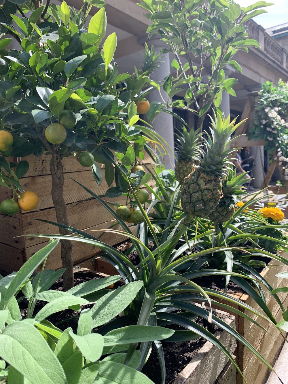 AC Lemon Tree With Pineapple Sage 3239