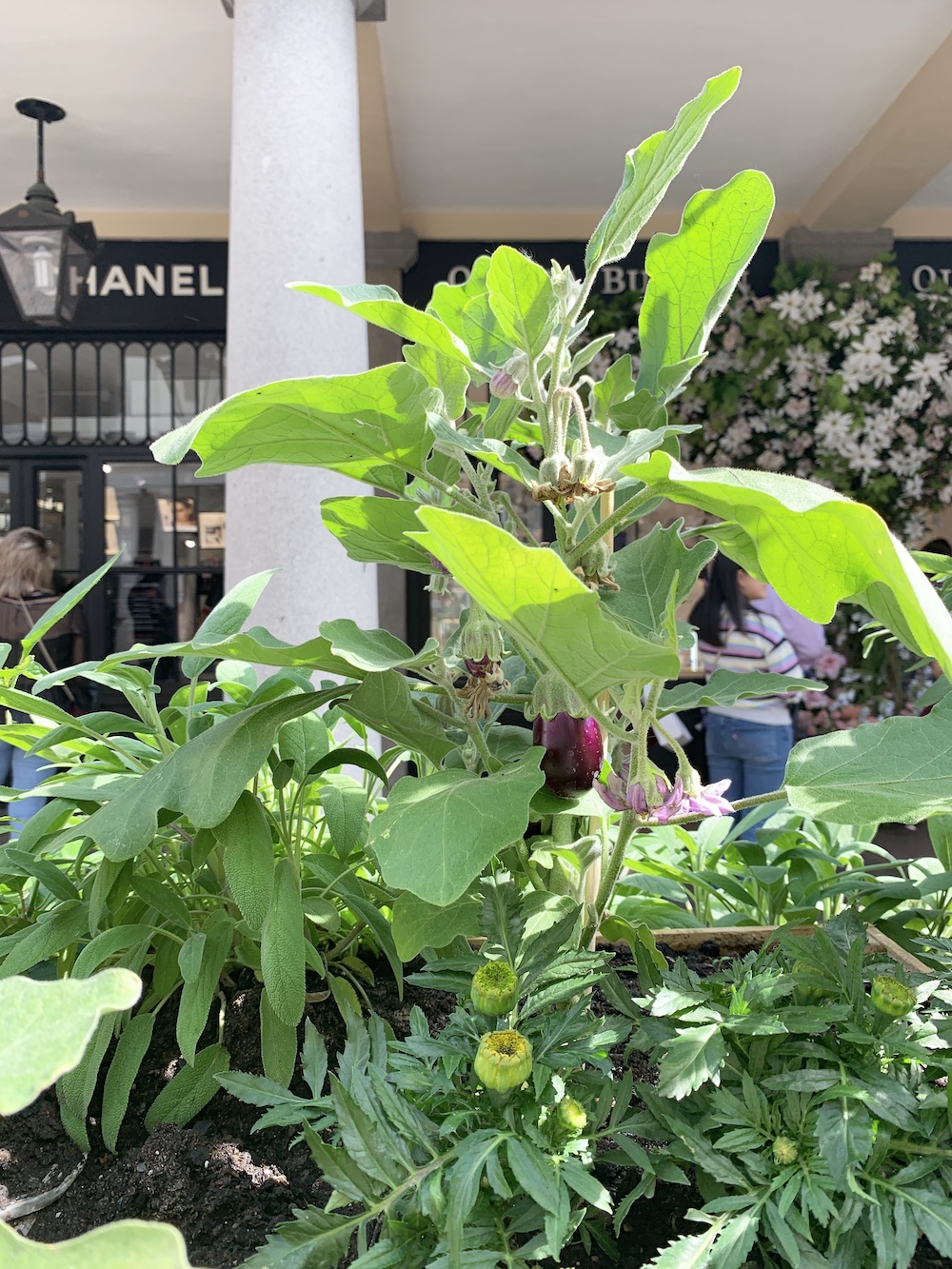 Crate Gardening for Small Spaces Marigolds Below Aubergine #Garden #Gardening #SmallSpace #SmallSpaceGardening #ContainerGardening #VegetableGarden #HerbGarden #PorchGarden #PatioGarden 