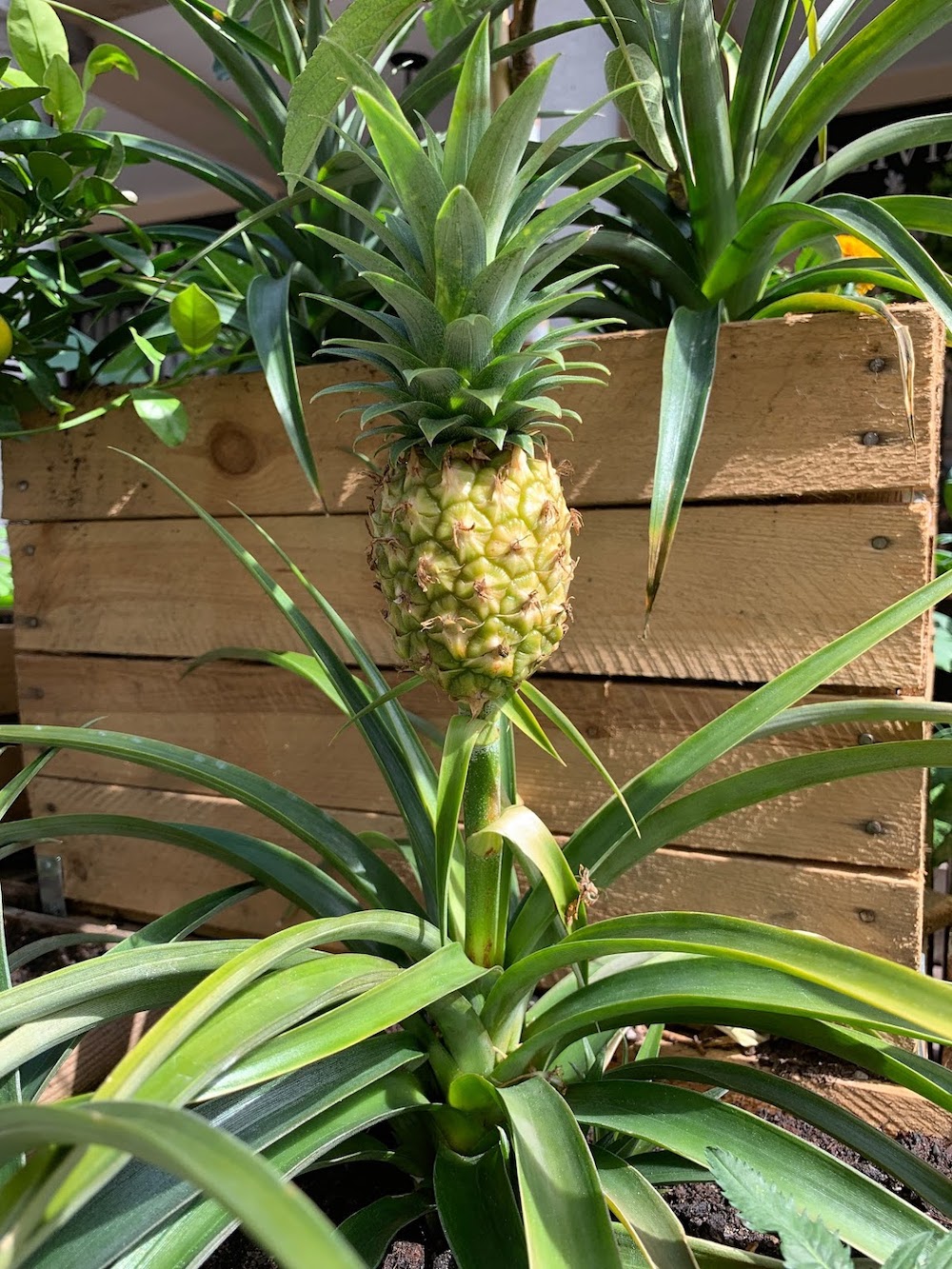 Crate Gardening for Small Spaces Pineapple Plant #Garden #Gardening #SmallSpace #SmallSpaceGardening #ContainerGardening #VegetableGarden #HerbGarden #PorchGarden #PatioGarden 