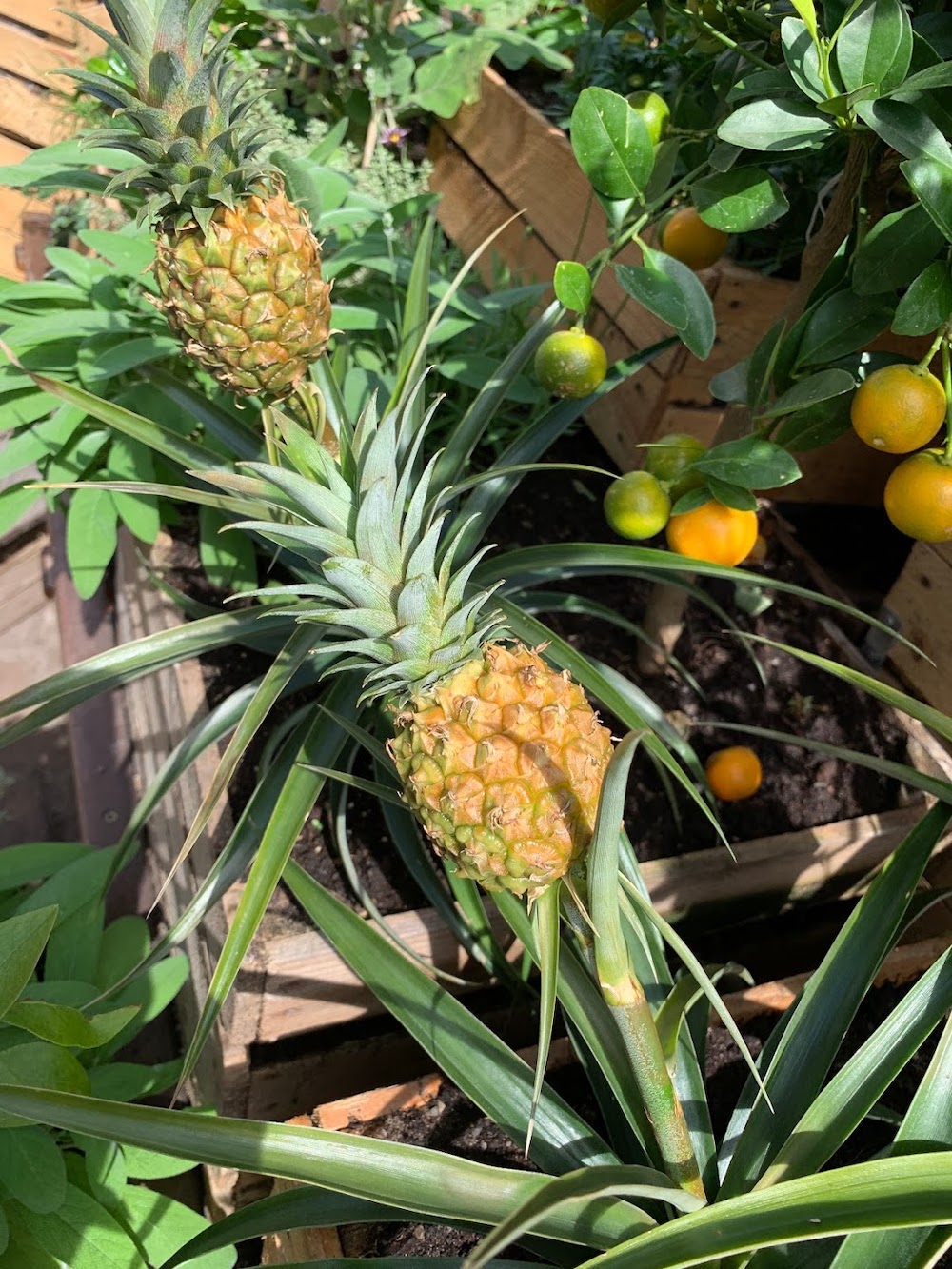 Crate Gardening for Small Spaces Pineapple By Lemon Tree 