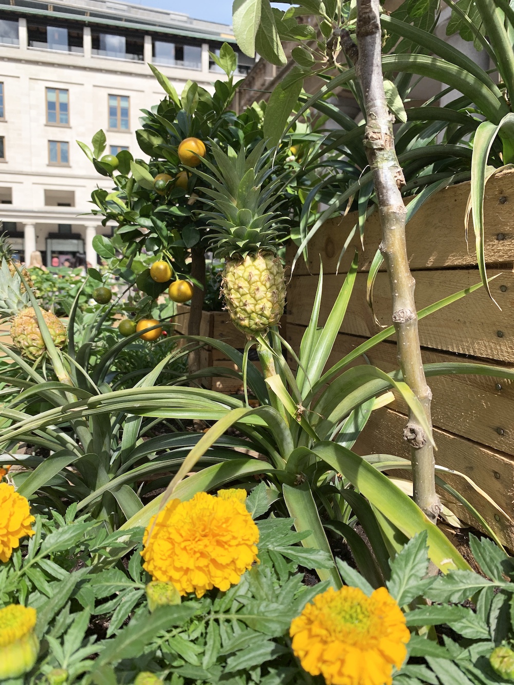 Crate Gardening for Small Spaces Pineapple With Lemon Tree #Garden #Gardening #SmallSpace #SmallSpaceGardening #ContainerGardening #VegetableGarden #HerbGarden #PorchGarden #PatioGarden 