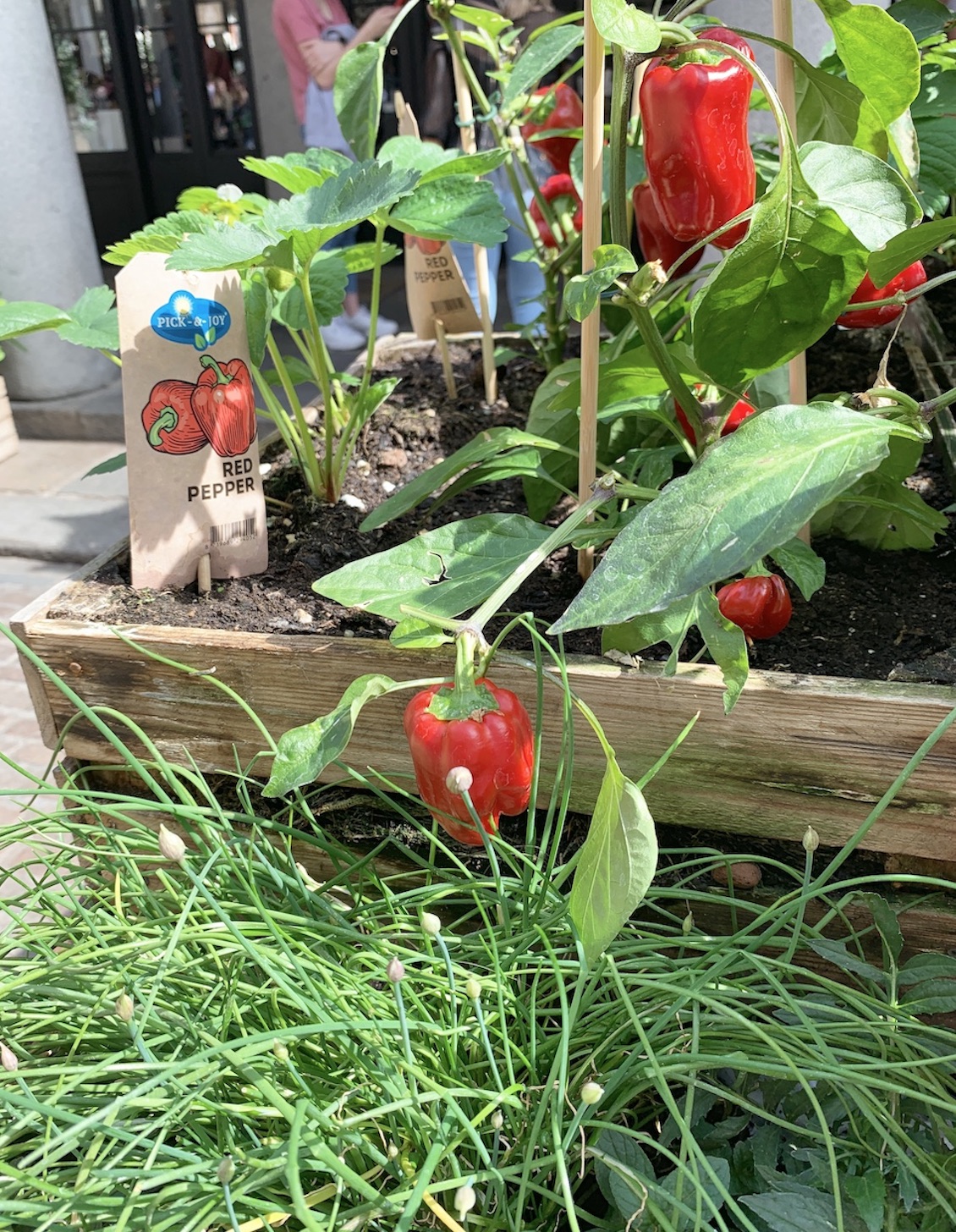 Crate Gardening for Small Spaces Red Pepper Plants With Chives Below #Garden #Gardening #SmallSpace #SmallSpaceGardening #ContainerGardening #VegetableGarden #HerbGarden #PorchGarden #PatioGarden 