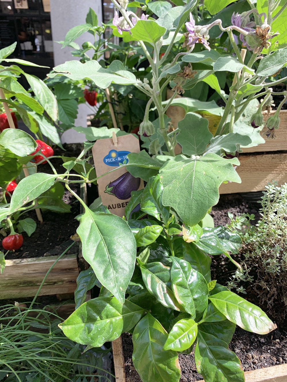 Crate Gardening for Small Spaces Red Peppers Aubergine Plants #Garden #Gardening #SmallSpace #SmallSpaceGardening #ContainerGardening #VegetableGarden #HerbGarden #PorchGarden #PatioGarden 