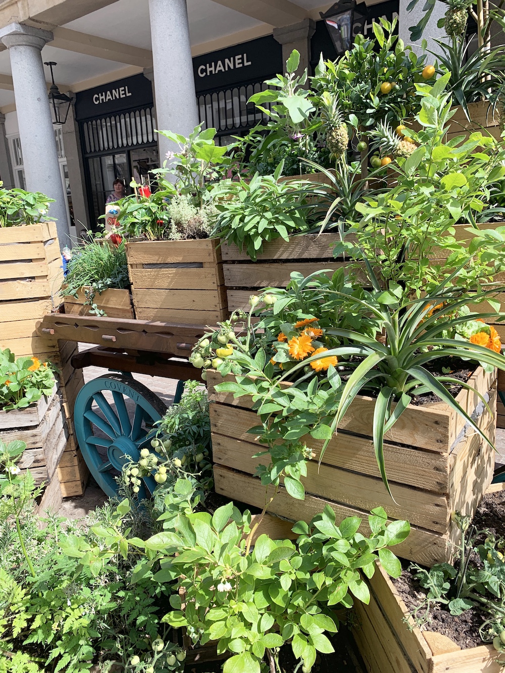 Crate Gardening for Small Spaces Side View of Wagon Pineapple 