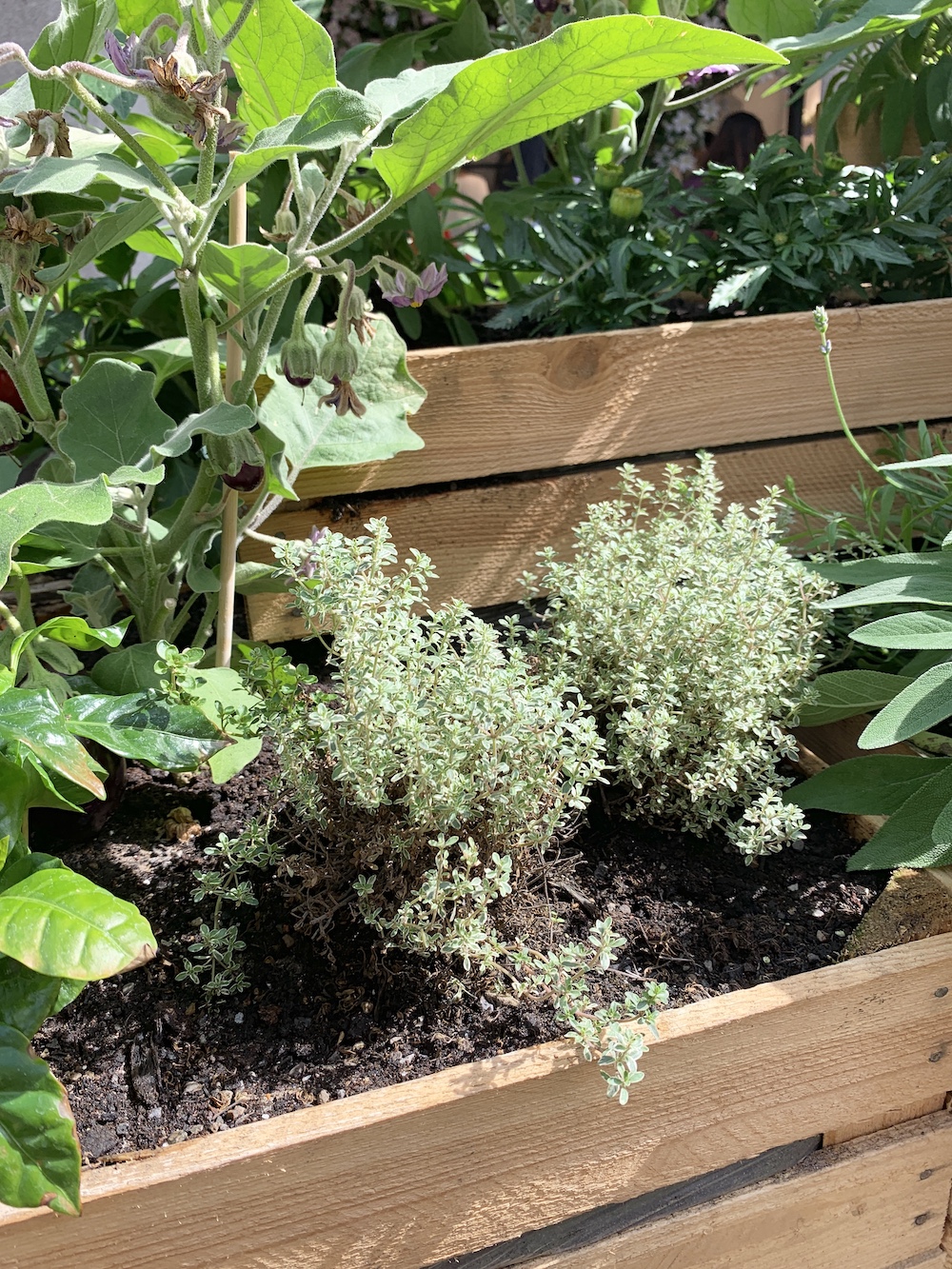 Crate Gardening for Small Spaces Silver Thyme With Sage #Garden #Gardening #SmallSpace #SmallSpaceGardening #ContainerGardening #VegetableGarden #HerbGarden #PorchGarden #PatioGarden 