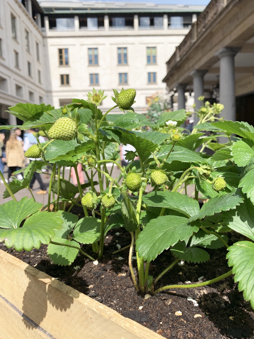 Crate Gardening for Small Spaces Strawberry Plants #Garden #Gardening #SmallSpace #SmallSpaceGardening #ContainerGardening #VegetableGarden #HerbGarden #PorchGarden #PatioGarden 