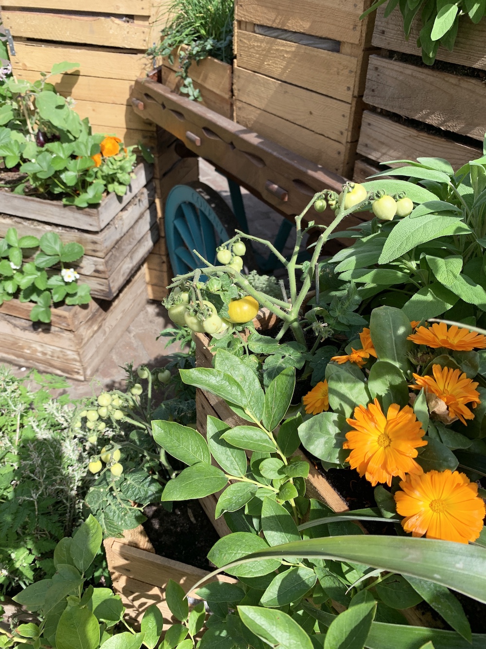 Crate Gardening for Small Spaces Top View of Wagon Tomatoes #Garden #Gardening #SmallSpace #SmallSpaceGardening #ContainerGardening #VegetableGarden #HerbGarden #PorchGarden #PatioGarden 