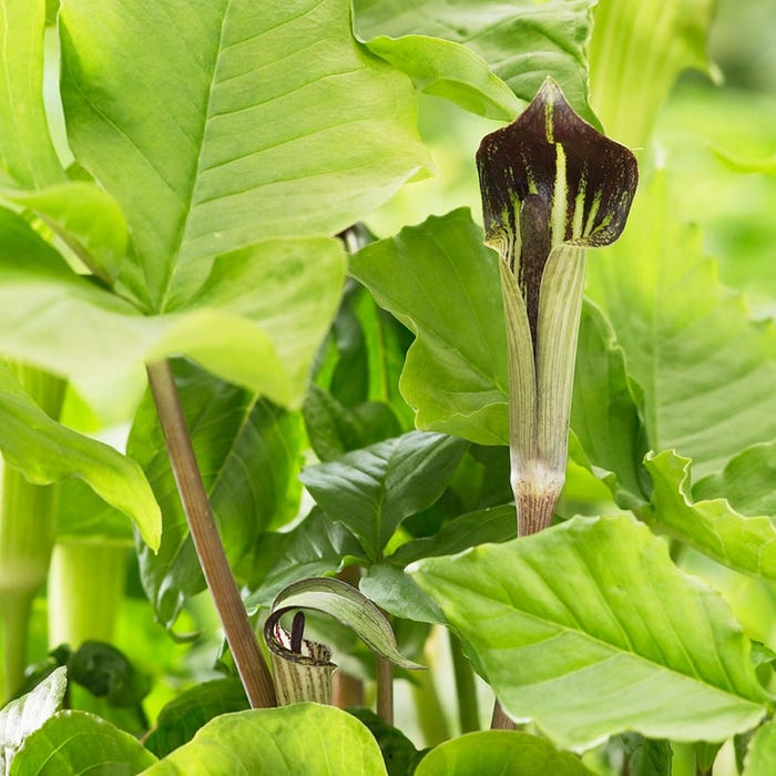 Garden Erosion Control Plants for Slopes and Banks Jack In The Pulpit #Garden #Gardening #Landscape #Landscaping #ErosionControl #ErosionControlPlants #StopErosion