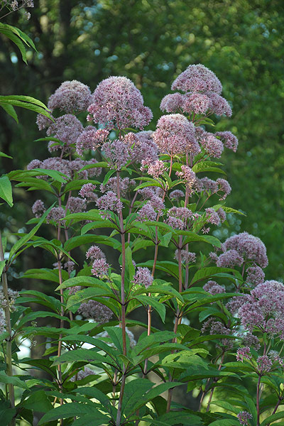 Garden Erosion Control Plants for Slopes and Banks Tall Joe Pye Weed #Garden #Gardening #Landscape #Landscaping #ErosionControl #ErosionControlPlants #StopErosion