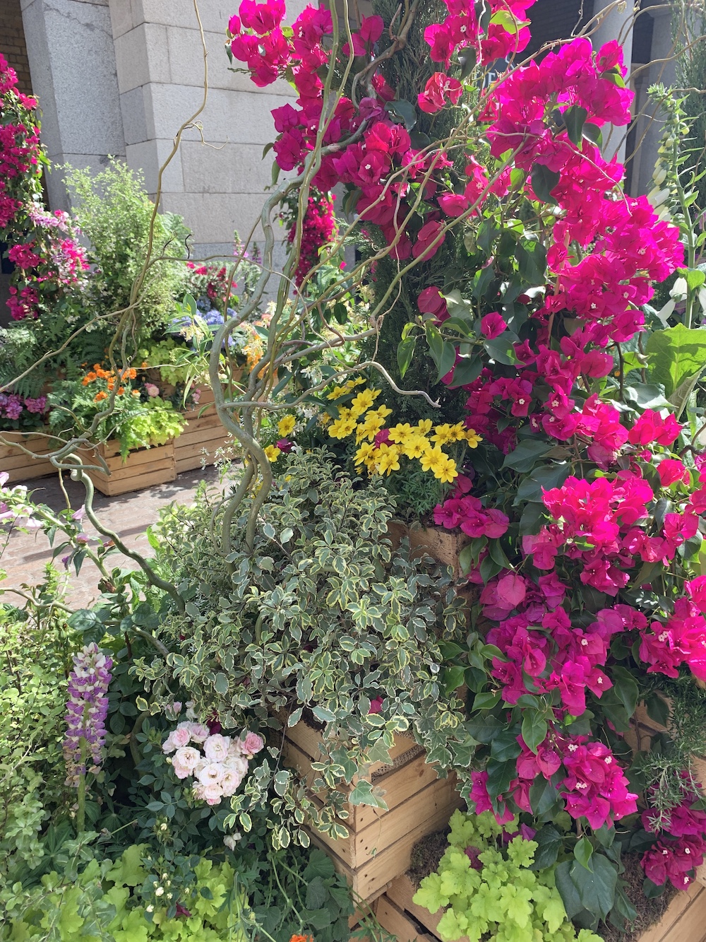 Crate Gardening for Small Spaces Bougainvillea Vine #Garden #Gardening #SmallSpace #SmallSpaceGardening #ContainerGardening #FlowerGarden #PorchGarden #PatioGarden 