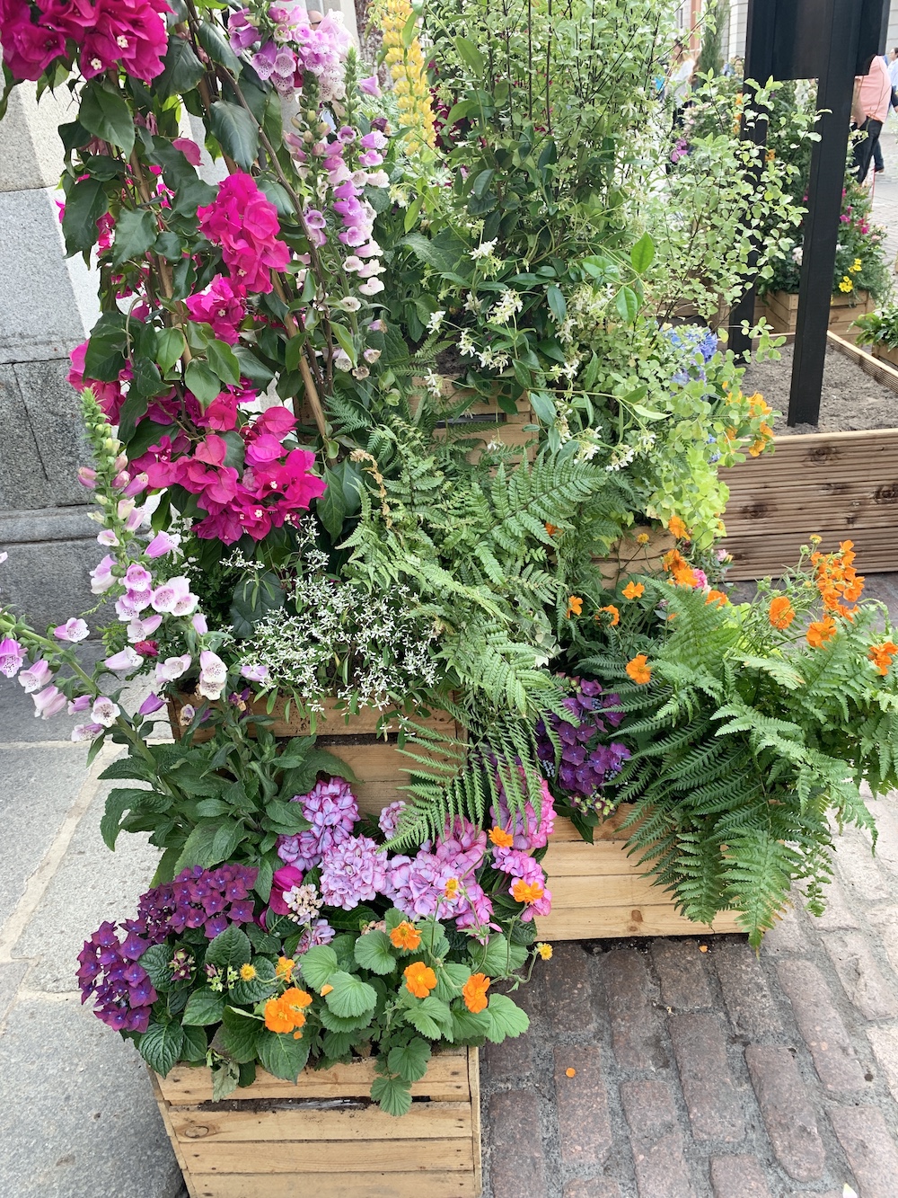 Crate Gardening for Small Spaces Bougainvillea With Ferns #Garden #Gardening #SmallSpace #SmallSpaceGardening #ContainerGardening #VegetableGarden #HerbGarden #PorchGarden #PatioGarden 