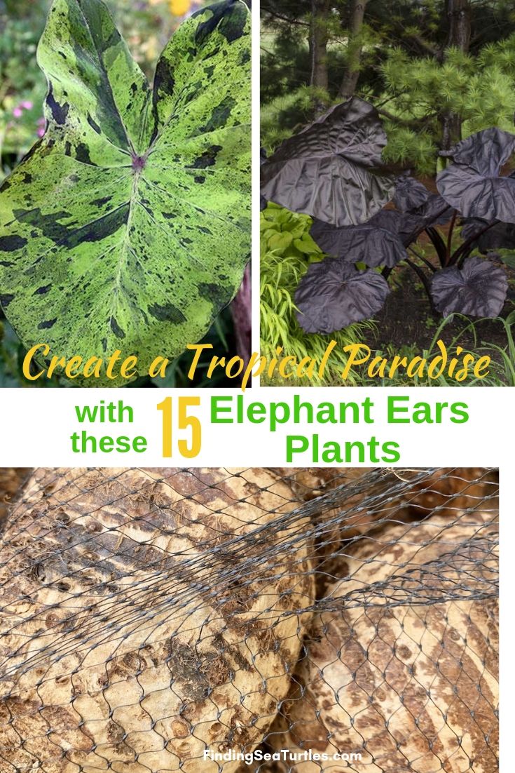 Create A Tropical Paradise With These 15 Elephant Ears Plants #Garden #Gardening #ElephantEars #Colocasia #ContainerGardening #Landscape #EasytoGrow 