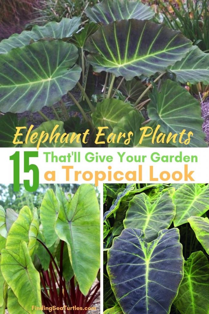 Grow Elephant Ears for a Tropical Garden Look