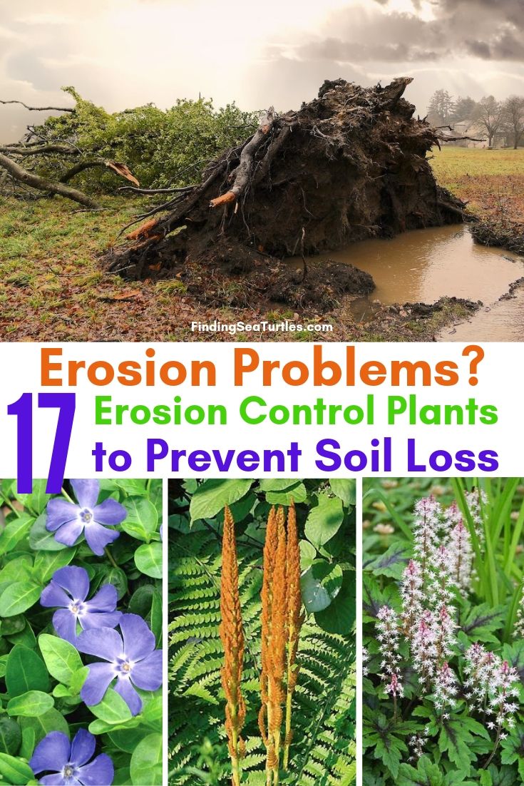 Erosion Problems? 17 Erosion Control Plants To Prevent Soil Loss #Garden #Gardening #Landscape #Landscaping #ErosionControl #ErosionControlPlants #StopErosion