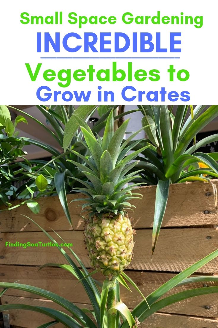 Small Space Gardening Incredible Vegetables To Grow In Crates #Garden #Gardening #SmallSpace #SmallSpaceGardening #ContainerGardening #VegetableGarden #HerbGarden #PorchGarden #PatioGarden 