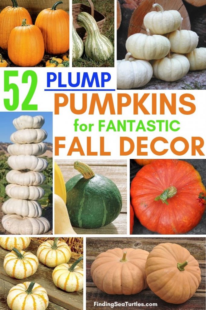 52 Types of Pumpkins to Eat, Decorate, and Display