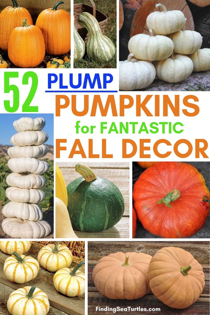 52 PLUMP PUMPKINS For FANTASTIC FALL DECOR #Pumpkin #Pumpkins #GrowPumpkins #Garden #Gardening #FallDecor #FallGarden #FallSquash #AutumnDecor #FallHarvest #Halloween